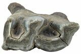 Fossil Woolly Rhino (Coelodonta) Tooth - Siberia #225592-3